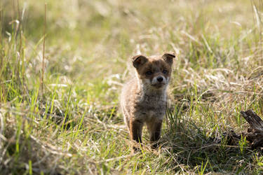 Baby fox