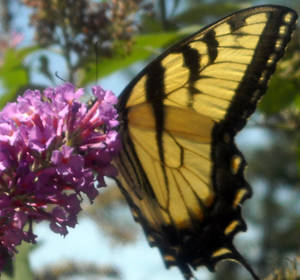 Swallowtail