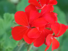 Red Flowers