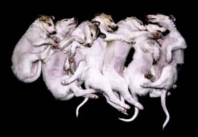 Borzoi puppies sleeping