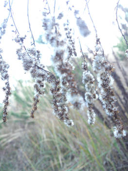 morning in the steppe