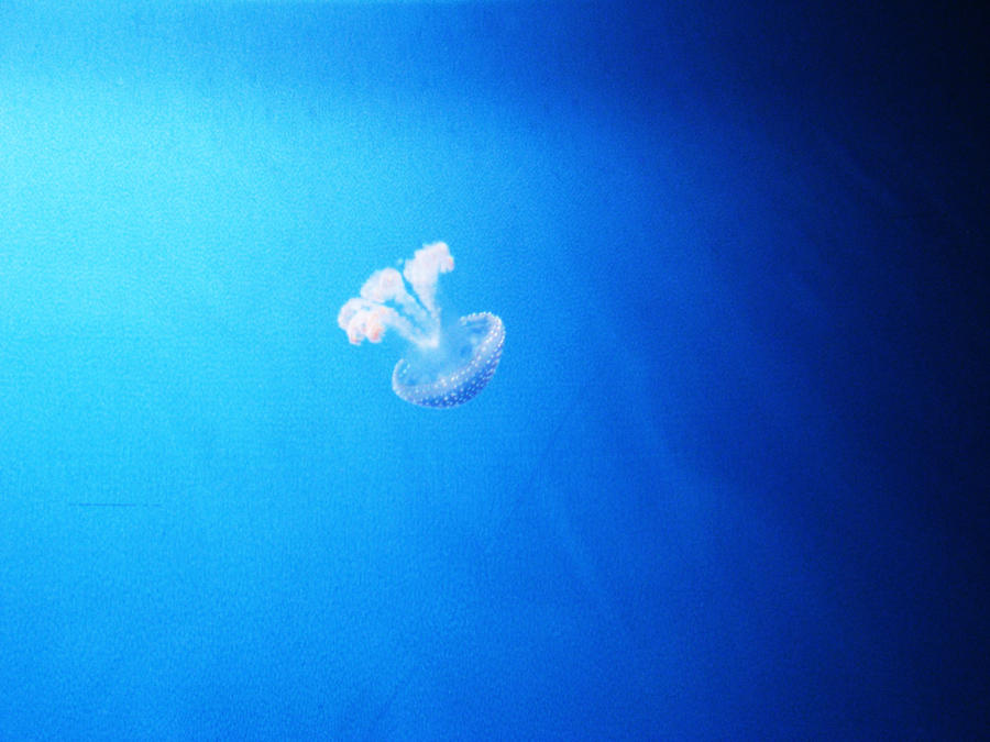 lonely jellyfish