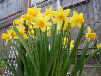 Garden Flowers