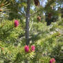 Pink Pines