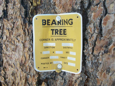 Bearing Tree?