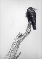 Crow