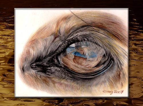 Eye of a HORSE