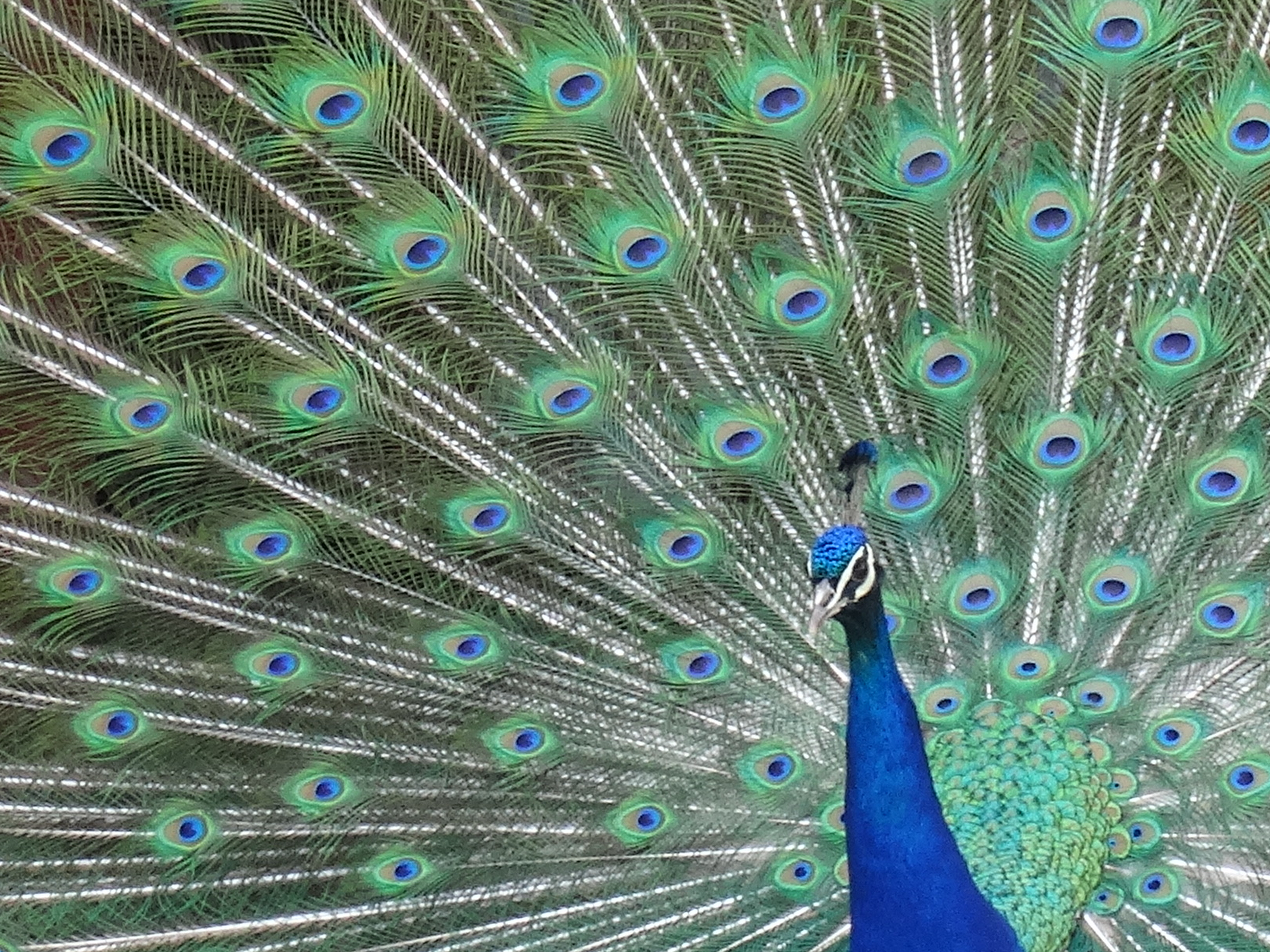 Peafowl: Peacock's Feathers.