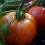 Tomato 'Marmande'.
