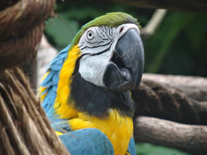 Blue-and-Yellow Macaw (Ara ararauna): Hello!