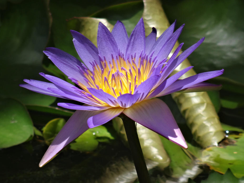 Nymphaea Caerulea By Lacrimosa Angelus On DeviantArt nymphaea-caerulea-by-lacrimosa-angelus-on-deviantart