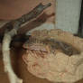 my gecko taking a bath lol