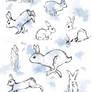 Bunny Studies~