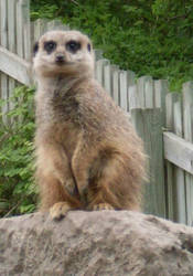 Comparethemeerkat.com