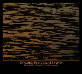 Golden Plover at Dawn