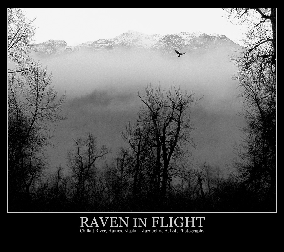 Raven in Flight