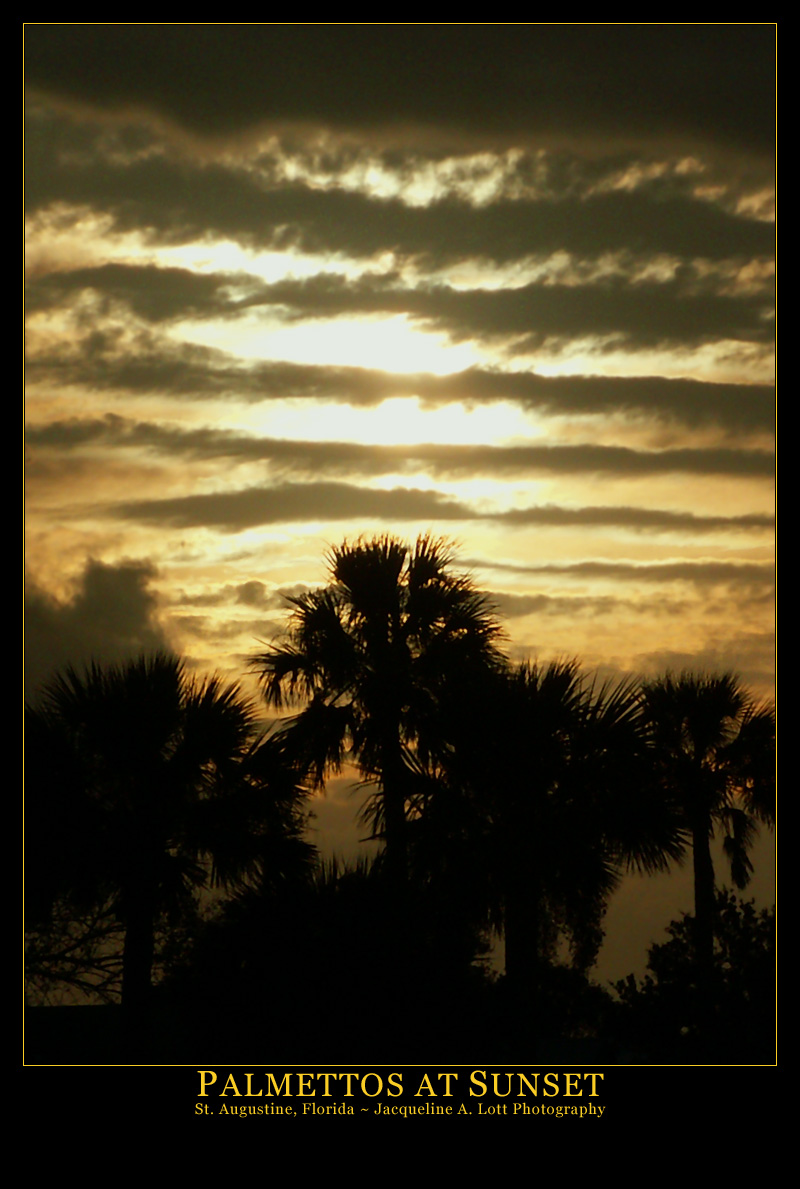 Palmettos at Sunset