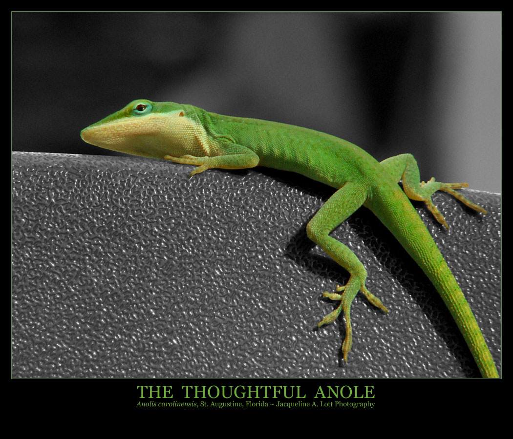 The Thoughtful Anole