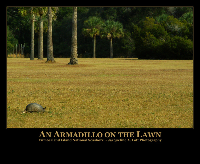 An Armadillo on the Lawn