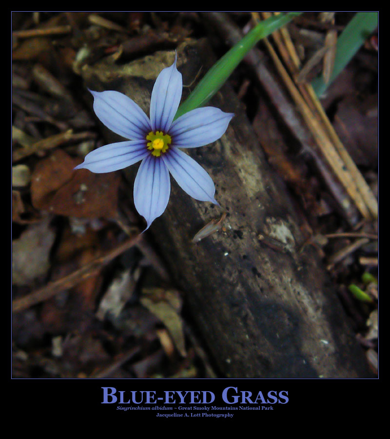 Blue-Eyed Grass