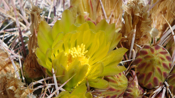 Desert Flower