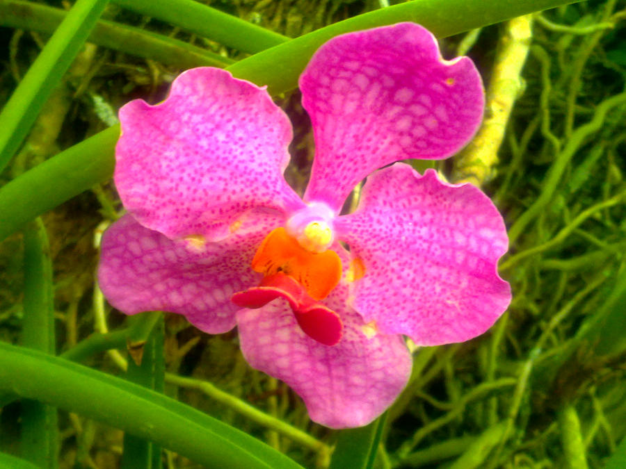 Vibrant Orchid