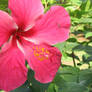 Jamaica Big Pink Flower