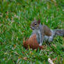 5- Put The Squirrel In The Coconut