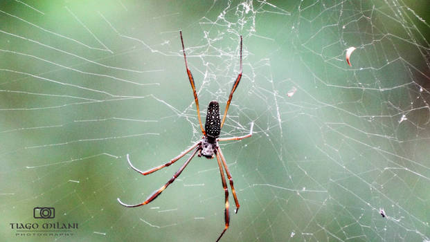 Spider (Nephila Clavipes)