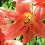 Tiger Lily in bloom