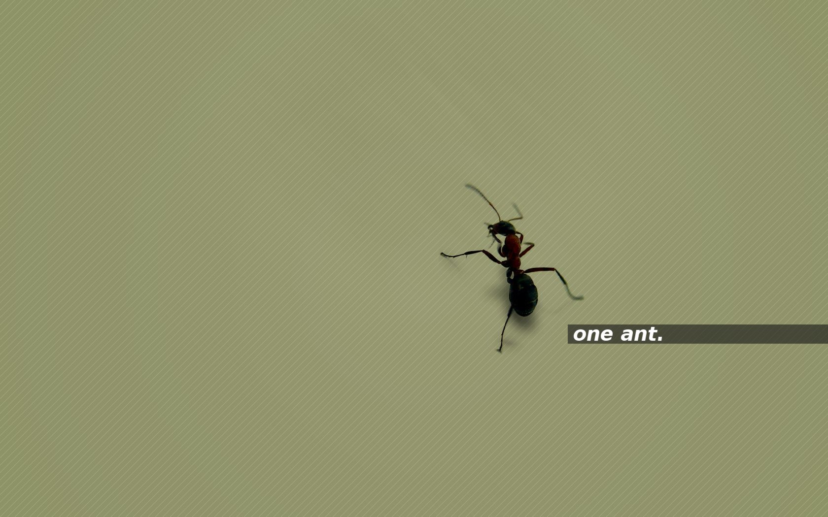 one ant. green
