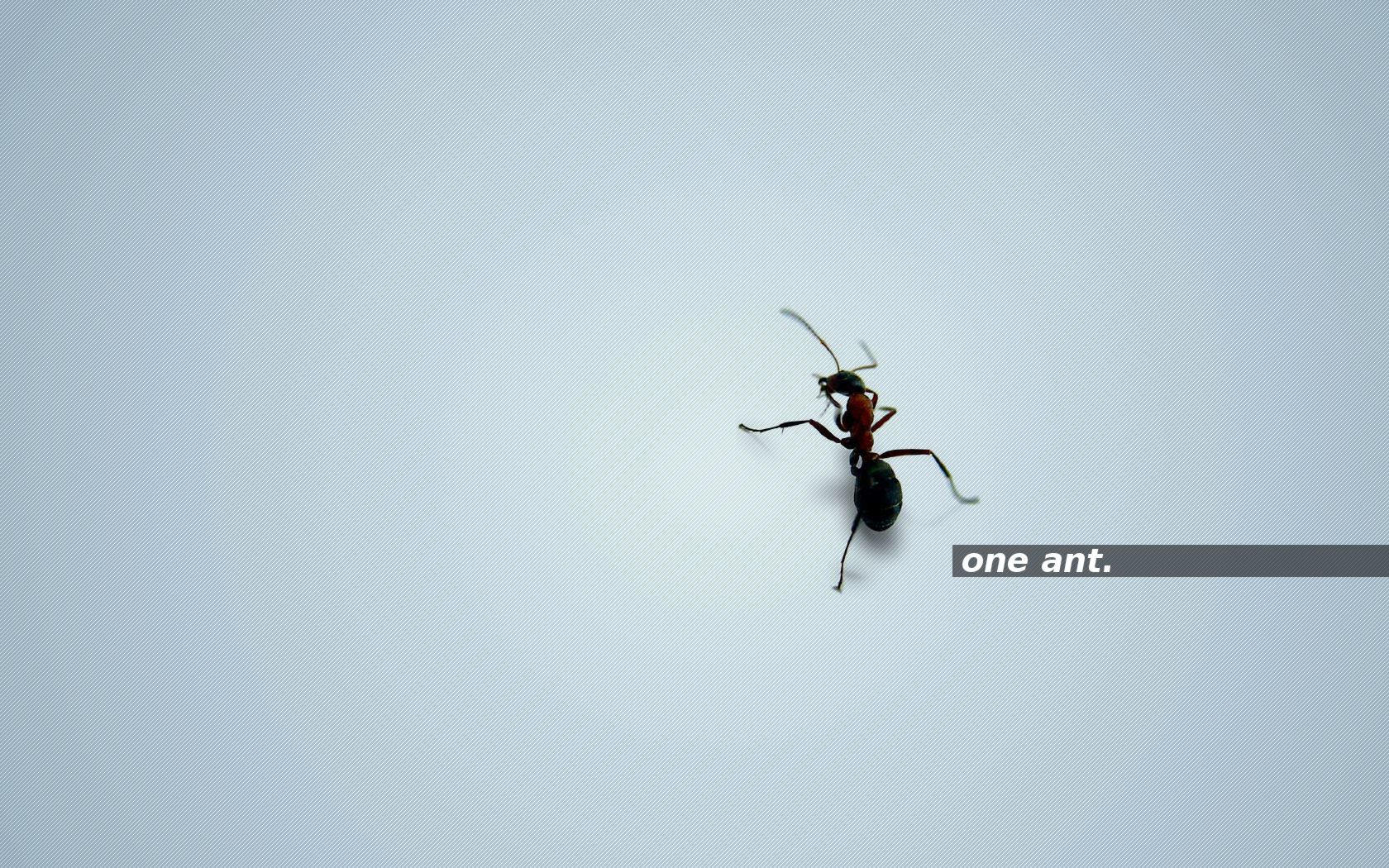 one ant. brightblue