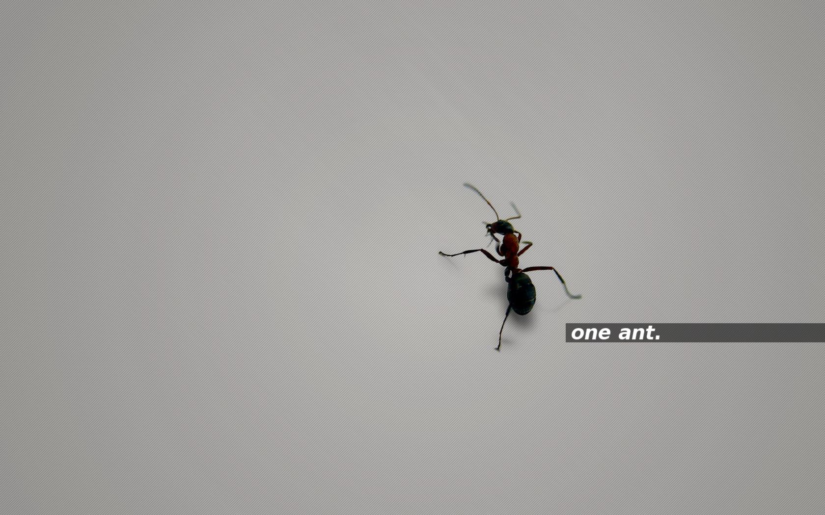 one ant. grey
