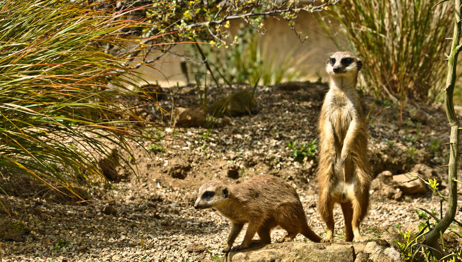 Meerkat's III