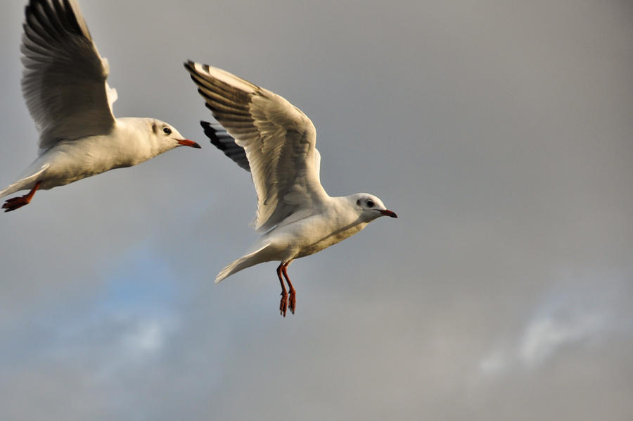 Seagulls III