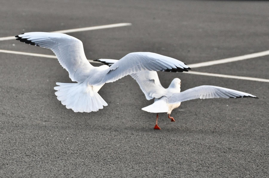 Seagulls IV