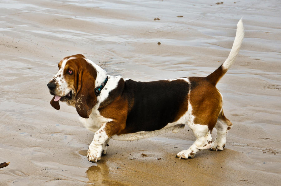 Bertie The Bassett Hound