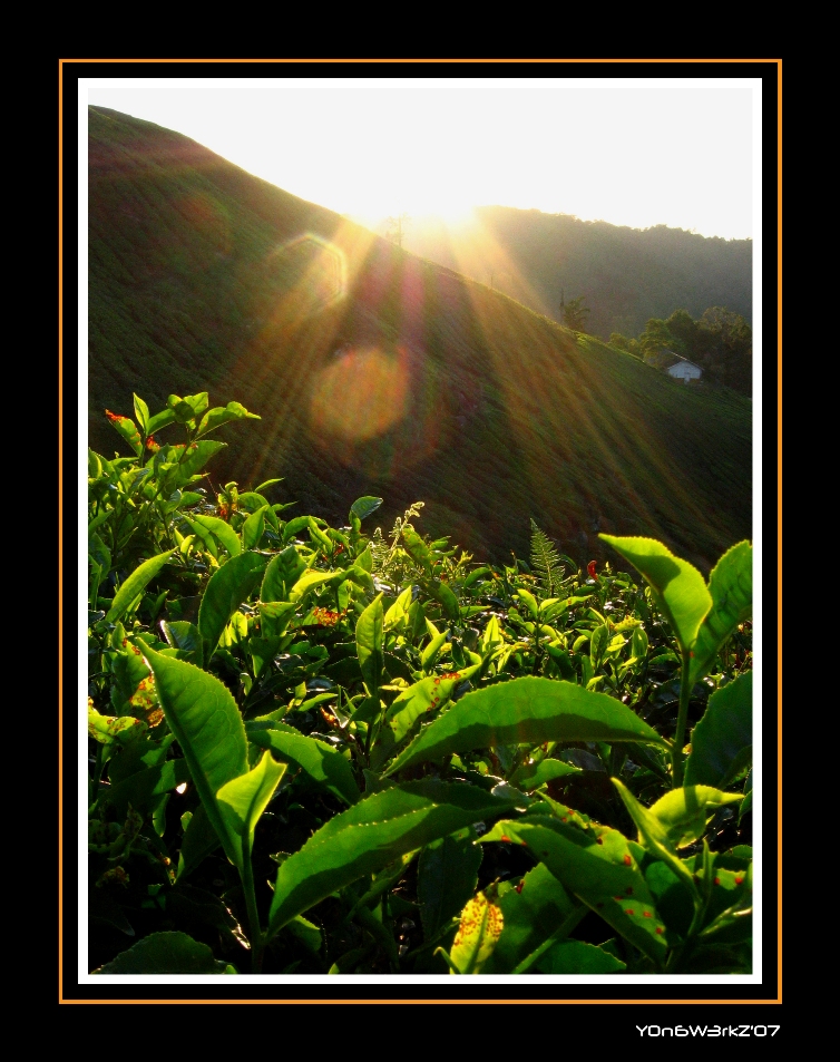 Tea Leaves in the Sun