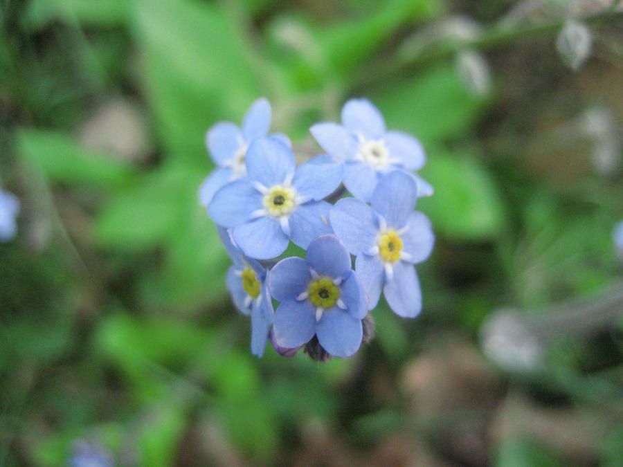 Forget Me Not