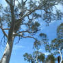 Alpine Gums