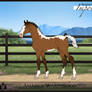 AWB | Foal Design | Big Red x Passing Seasons