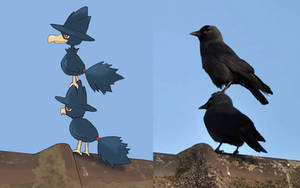 Funny Murkrow boys