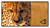 Cheetah Stamp