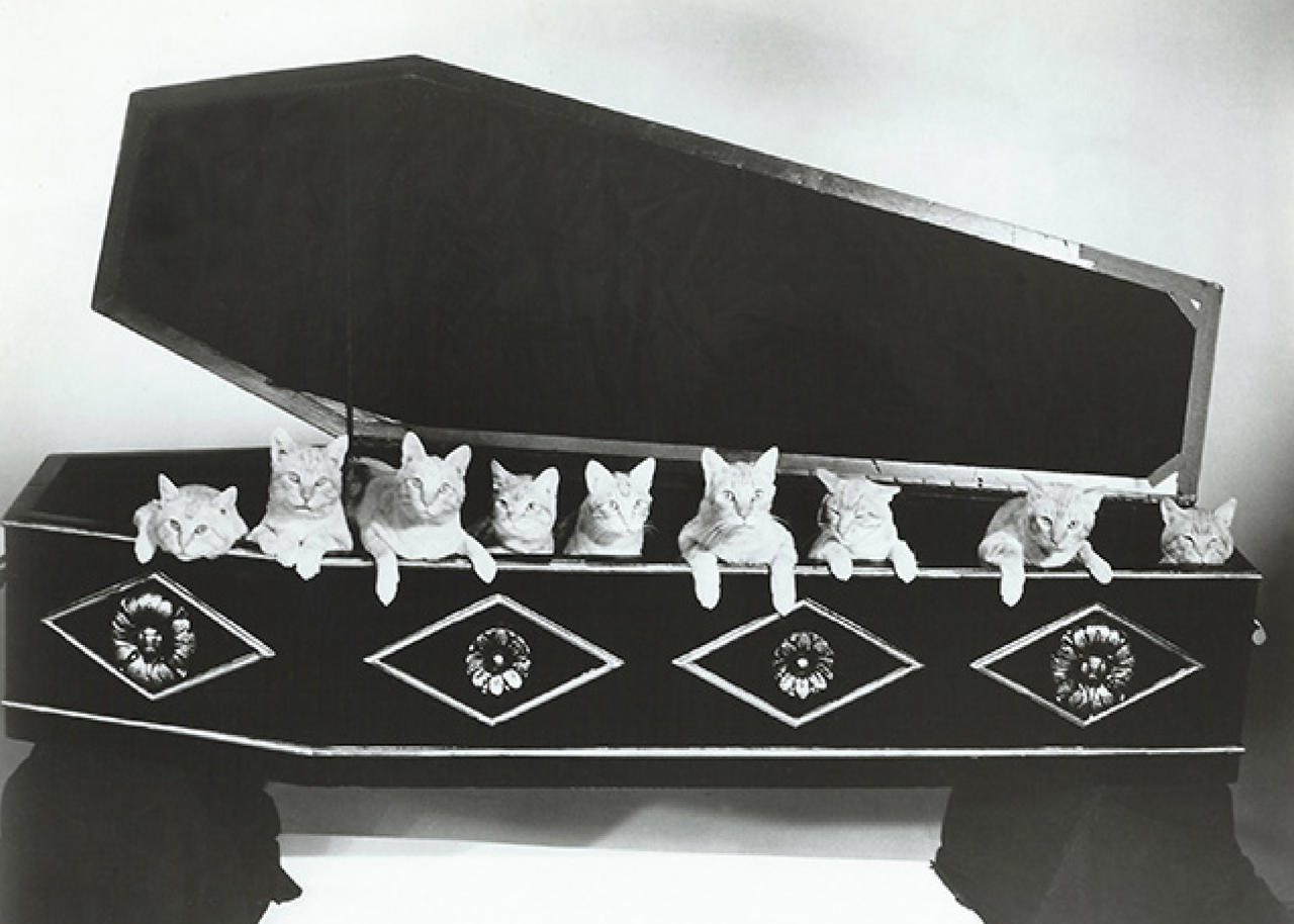 Very Cute Cats Actors In A Casket By Coolkatcourt1888 On DeviantArt very-cute-cats-actors-in-a-casket-by-coolkatcourt1888-on-deviantart