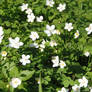 White Flowers