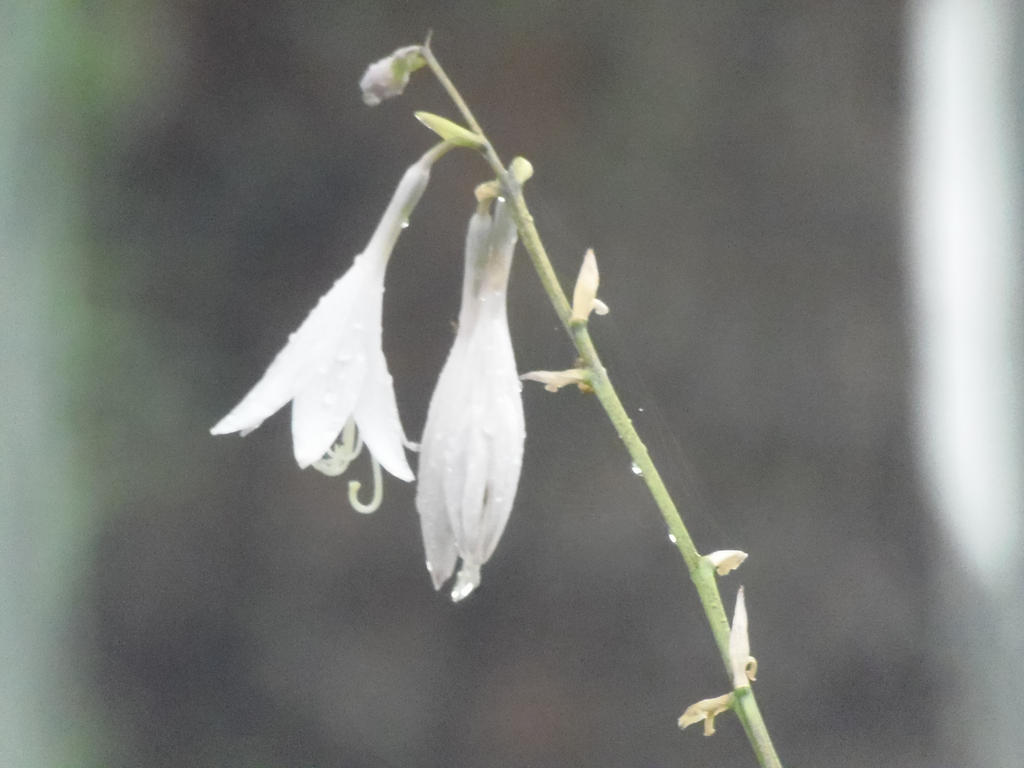 Rain-Kissed Flower