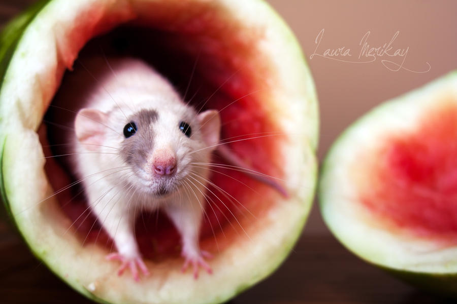 Echo Exploring a Watermelon