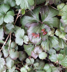 Eigen Tuin, Insect Rood Schild, Vuurwants familie