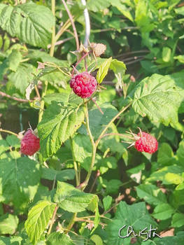 Frambozen Eigen Tuin Raspberries in my garden