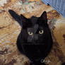 Sweet cat looking, cat asking to play, lovely cat